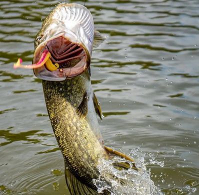 Силикон Daiwa Tournament D`Fin 125mm 5pc #UV Lime Pearl (16502-212)